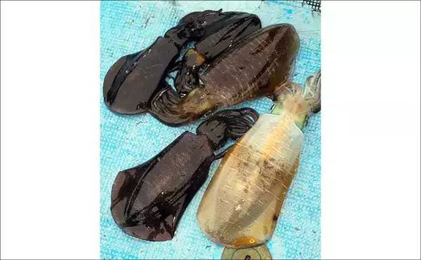 「【沖のルアー釣果速報】志摩沖のトンジギで24.5kgタネトン降臨！（三重）」の画像