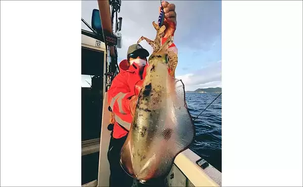 「【沖のルアー釣果速報】志摩沖のトンジギで24.5kgタネトン降臨！（三重）」の画像