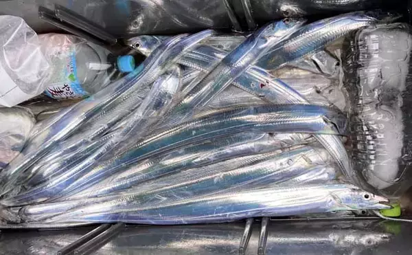 「【沖のルアー釣果速報】志摩沖のトンジギで24.5kgタネトン降臨！（三重）」の画像