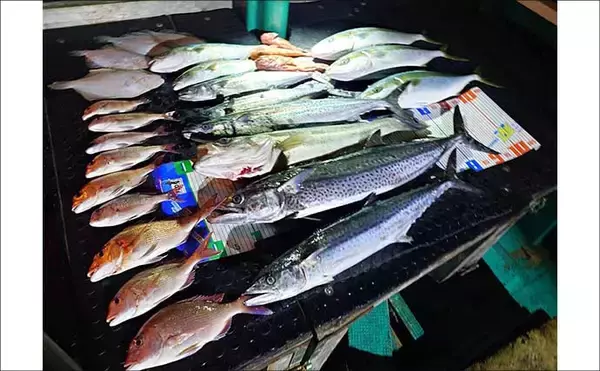 「【沖のルアー釣果速報】志摩沖のトンジギで24.5kgタネトン降臨！（三重）」の画像