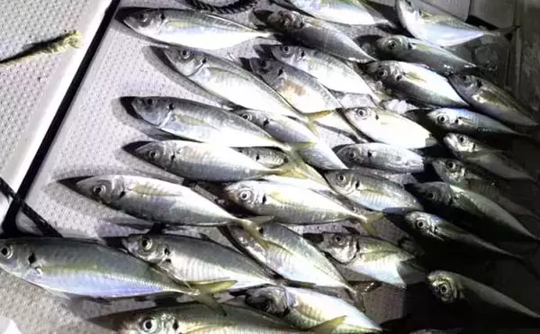 「【沖のルアー釣果速報】志摩沖のトンジギで24.5kgタネトン降臨！（三重）」の画像