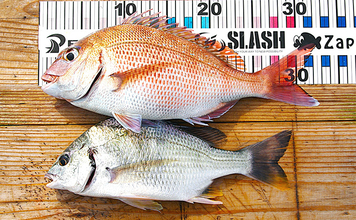 「サビキとタイラバどっちが好み？」疎遠だったタイラバ釣行でマダイにキビレ【兵庫】