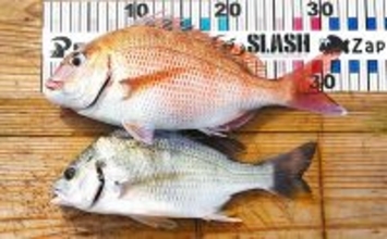 「サビキとタイラバどっちが好み？」疎遠だったタイラバ釣行でマダイにキビレ【兵庫】