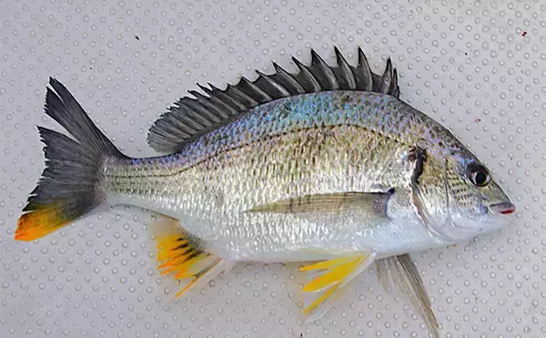 「「サビキとタイラバどっちが好み？」疎遠だったタイラバ釣行でマダイにキビレ【兵庫】」の画像