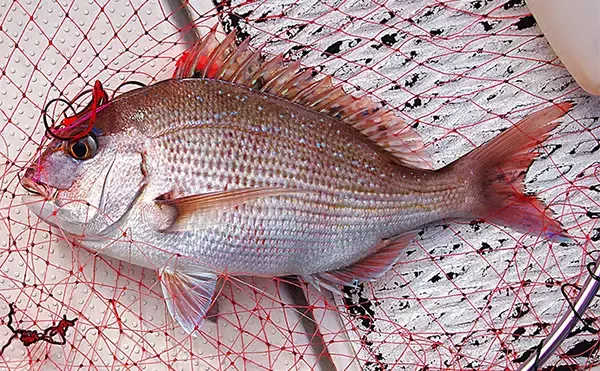 「「サビキとタイラバどっちが好み？」疎遠だったタイラバ釣行でマダイにキビレ【兵庫】」の画像