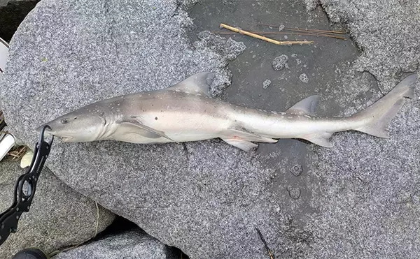 本命シーバスと勘違いしがちなゲストたち　ウナギにサメもルアーにヒットする？