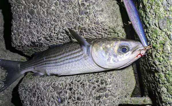 「本命シーバスと勘違いしがちなゲストたち　ウナギにサメもルアーにヒットする？」の画像