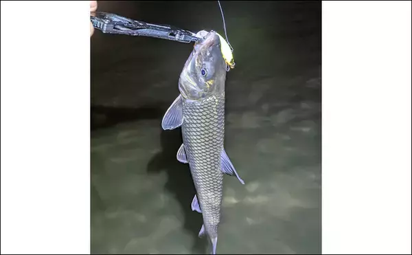 「本命シーバスと勘違いしがちなゲストたち　ウナギにサメもルアーにヒットする？」の画像