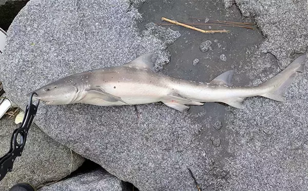 「本命シーバスと勘違いしがちなゲストたち　ウナギにサメもルアーにヒットする？」の画像