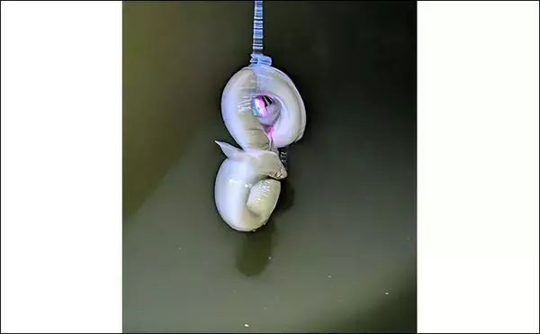 「本命シーバスと勘違いしがちなゲストたち　ウナギにサメもルアーにヒットする？」の画像