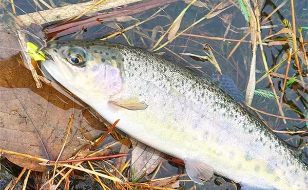 「日本ラインマス釣り場」でフライフィッシングに初挑戦【岐阜】キャスティングに苦戦