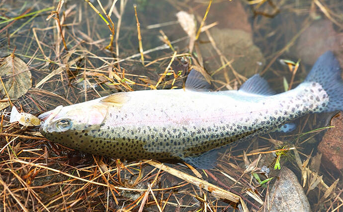 「日本ラインマス釣り場」でフライフィッシングに初挑戦【岐阜】キャスティングに苦戦