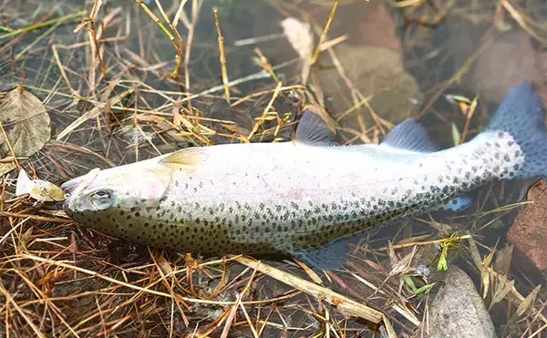 「「日本ラインマス釣り場」でフライフィッシングに初挑戦【岐阜】キャスティングに苦戦」の画像