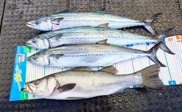 【沖のルアー釣果速報】キャスティングでサワラ80cmオーバー3匹にヒラスズキ76cm好捕！（三重）