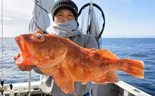 「【沖のルアー釣果速報】キャスティングでサワラ80cmオーバー3匹にヒラスズキ76cm好捕！（三重）」の画像