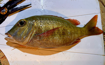 石垣島の打ち込み（ブッコミ）釣りが最高過ぎた！ 手ぶらでOKで釣魚調理＆三線サービスまで？