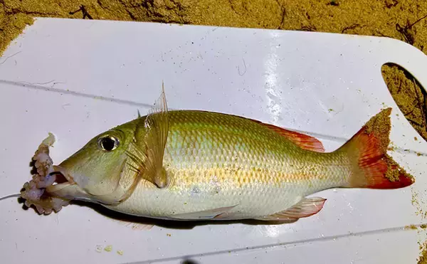 「石垣島の打ち込み（ブッコミ）釣りが最高過ぎた！ 手ぶらでOKで釣魚調理＆三線サービスまで？」の画像