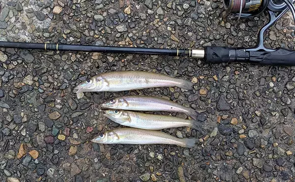 「日本海で投げシロギス釣りが開幕！ エギングタックルで25cm良型キスが釣れた【京都】」の画像