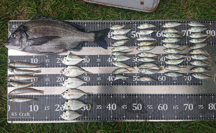 『清水港海づり公園』でちょい投げとサビキ釣り満喫【静岡】シロギス連打にマメアジ入れ食い！