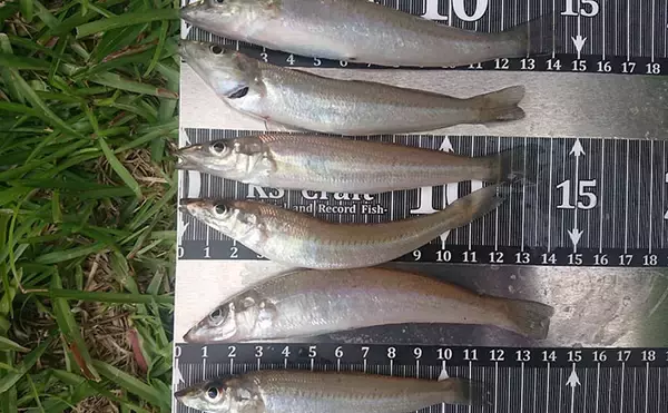 「『清水港海づり公園』でちょい投げとサビキ釣り満喫【静岡】シロギス連打にマメアジ入れ食い！」の画像