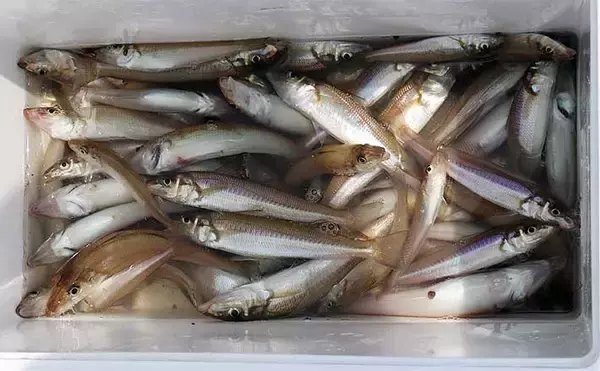 船キス釣りで本命90匹オーバー　ゲストのアタリ少なく数釣りを堪能