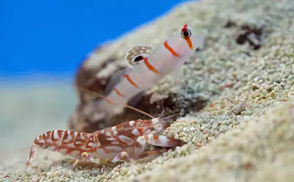 共生することを選んだ魚たち　win-winな関係から寄生まで形態は様々