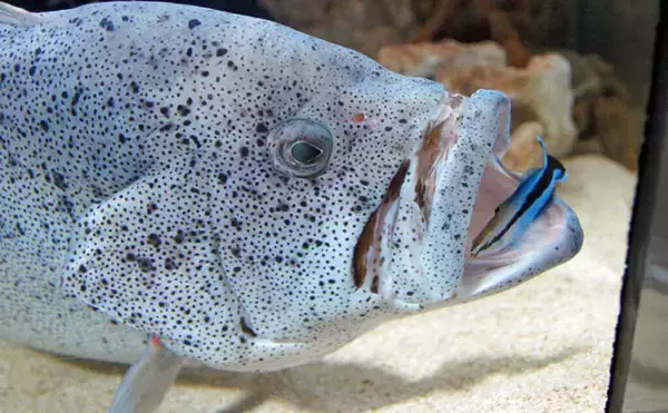 「共生することを選んだ魚たち　win-winな関係から寄生まで形態は様々」の画像