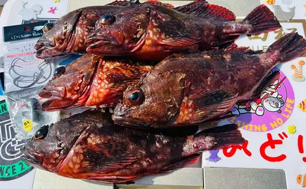 「「想定外のゲスト・シマアジ登場でテンションMAX！」宮崎での沖磯フカセ釣りを満喫」の画像