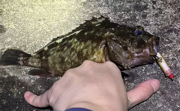 11月〜1月の陸っぱりルアー釣りは「ライトゲーム」がオススメ