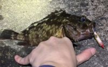 11月〜1月の陸っぱりルアー釣りは「ライトゲーム」がオススメ