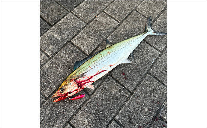 11月〜1月の陸っぱりルアー釣りは「ライトゲーム」がオススメ