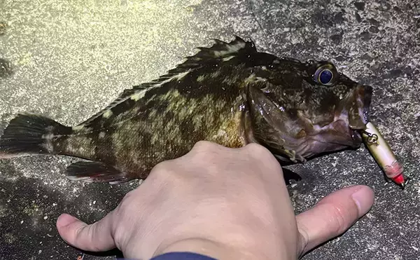 「11月〜1月の陸っぱりルアー釣りは「ライトゲーム」がオススメ」の画像