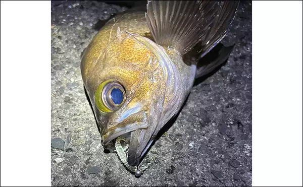 「11月〜1月の陸っぱりルアー釣りは「ライトゲーム」がオススメ」の画像