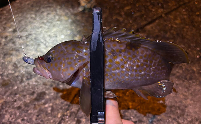 11月〜1月の陸っぱりルアー釣りは「ライトゲーム」がオススメ