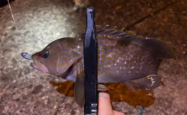 「11月〜1月の陸っぱりルアー釣りは「ライトゲーム」がオススメ」の画像