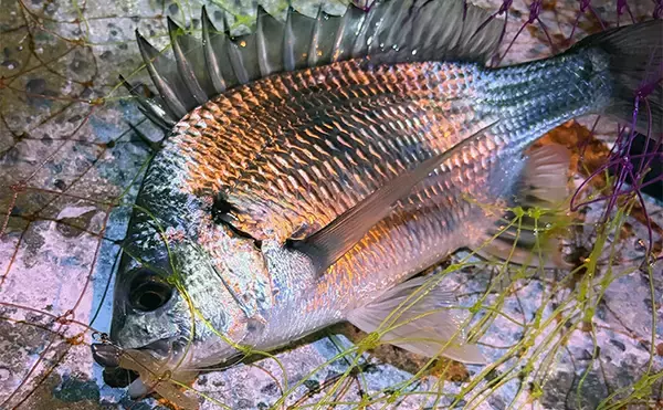 「大阪南港でのアジングでアジ2桁釣果も巨ボラに苦戦　ゲストにキビレ顔出し」の画像