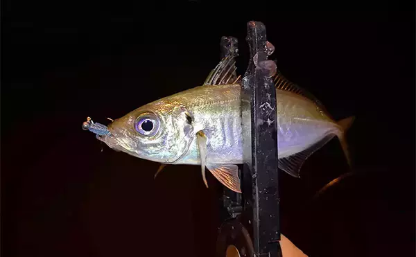 「大阪南港でのアジングでアジ2桁釣果も巨ボラに苦戦　ゲストにキビレ顔出し」の画像