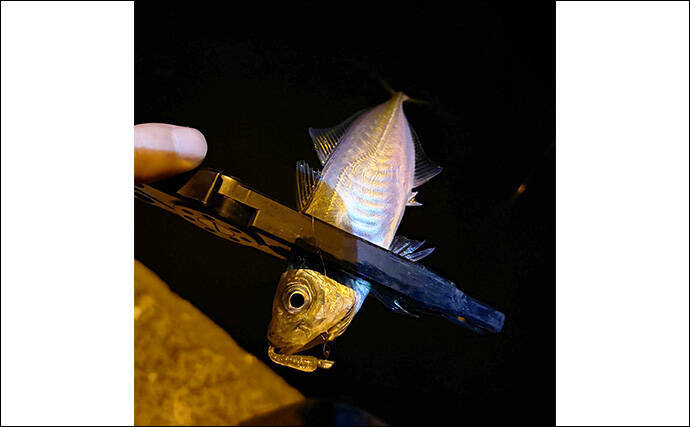 大阪南港でのアジングでアジ2桁釣果も巨ボラに苦戦　ゲストにキビレ顔出し