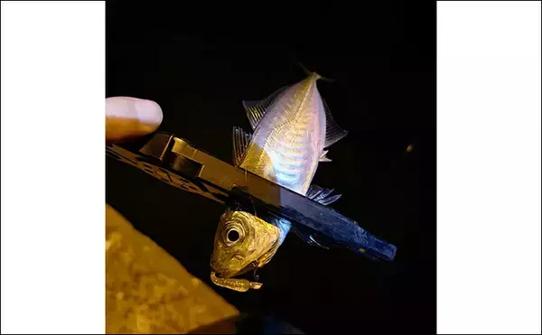 「大阪南港でのアジングでアジ2桁釣果も巨ボラに苦戦　ゲストにキビレ顔出し」の画像