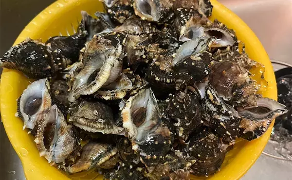 関東ではあまり見かけないけど関西ではメジャーな『ミヤコボラガイ』はとても美味