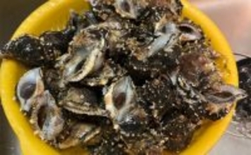 関東ではあまり見かけないけど関西ではメジャーな『ミヤコボラガイ』はとても美味