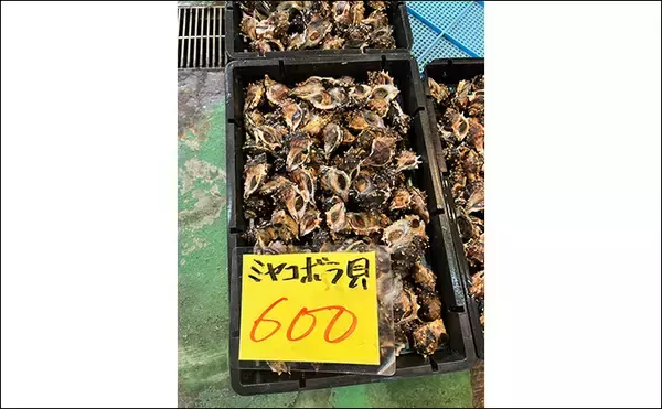 「関東ではあまり見かけないけど関西ではメジャーな『ミヤコボラガイ』はとても美味」の画像