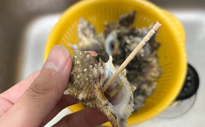 関東ではあまり見かけないけど関西ではメジャーな『ミヤコボラガイ』はとても美味