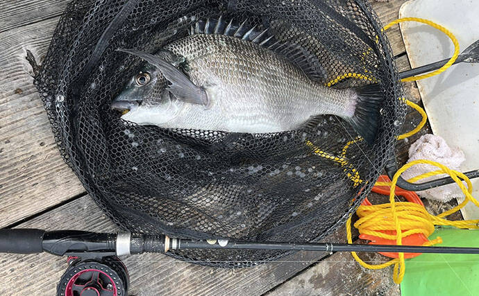 「乗っ込みシーズン開幕！」筏でのダンゴ釣りで良型クロダイ5枚【三重】