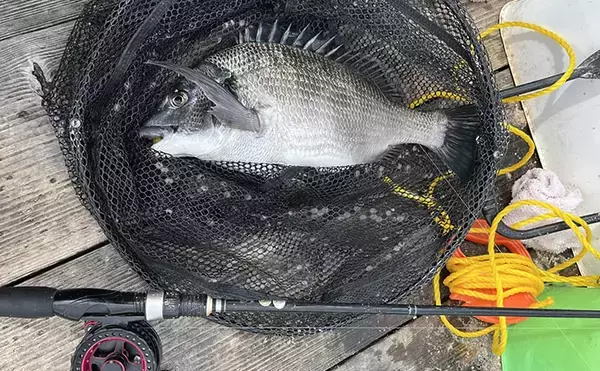 「「乗っ込みシーズン開幕！」筏でのダンゴ釣りで良型クロダイ5枚【三重】」の画像