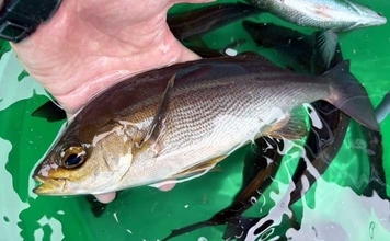 東京湾・剣崎沖で30cm超え含みイサキ爆釣で早上がり！ ダブル・トリプルも多数で80匹オーバー