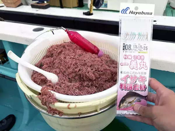「東京湾・剣崎沖で30cm超え含みイサキ爆釣で早上がり！ ダブル・トリプルも多数で80匹オーバー」の画像