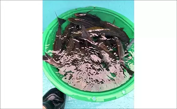 「東京湾・剣崎沖で30cm超え含みイサキ爆釣で早上がり！ ダブル・トリプルも多数で80匹オーバー」の画像