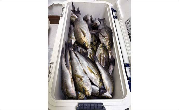 東京湾・剣崎沖で30cm超え含みイサキ爆釣で早上がり！ ダブル・トリプルも多数で80匹オーバー