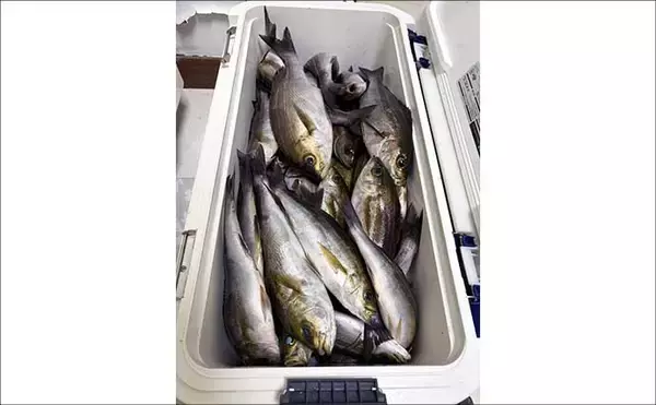 「東京湾・剣崎沖で30cm超え含みイサキ爆釣で早上がり！ ダブル・トリプルも多数で80匹オーバー」の画像